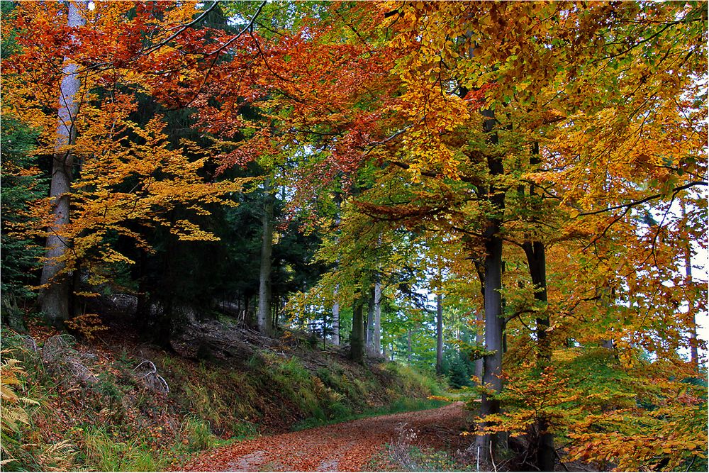 Im Herbstwald