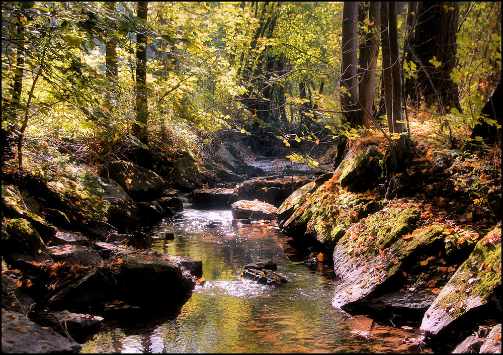 IM HERBSTWALD