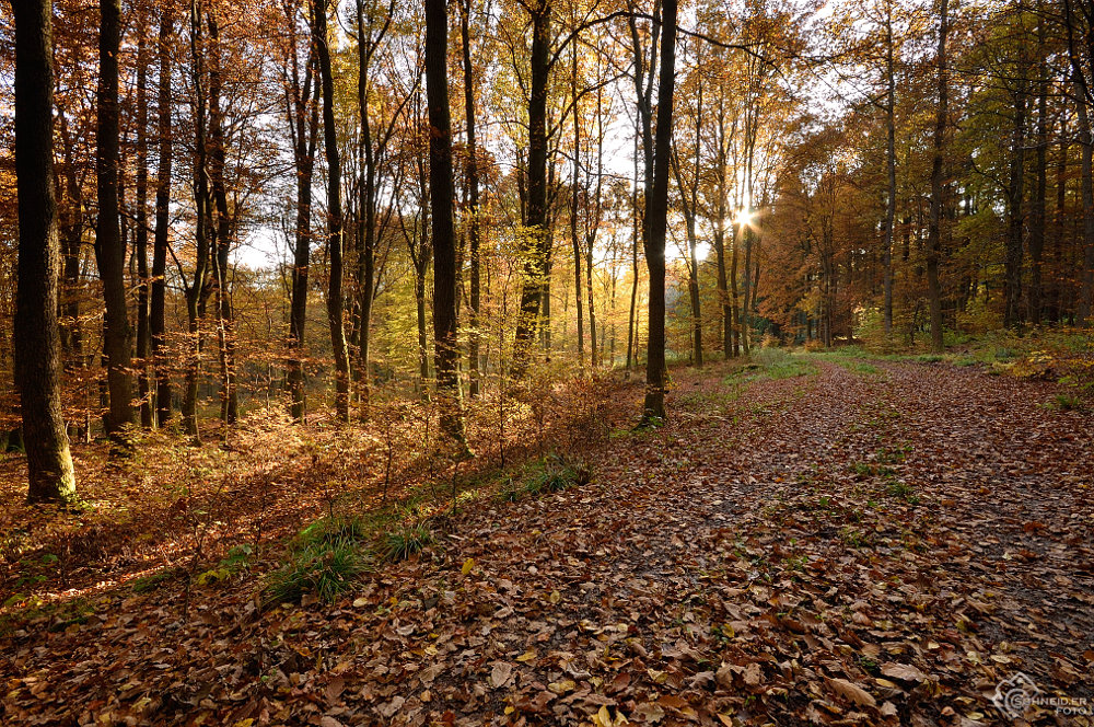 Im Herbstwald