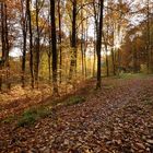 Im Herbstwald