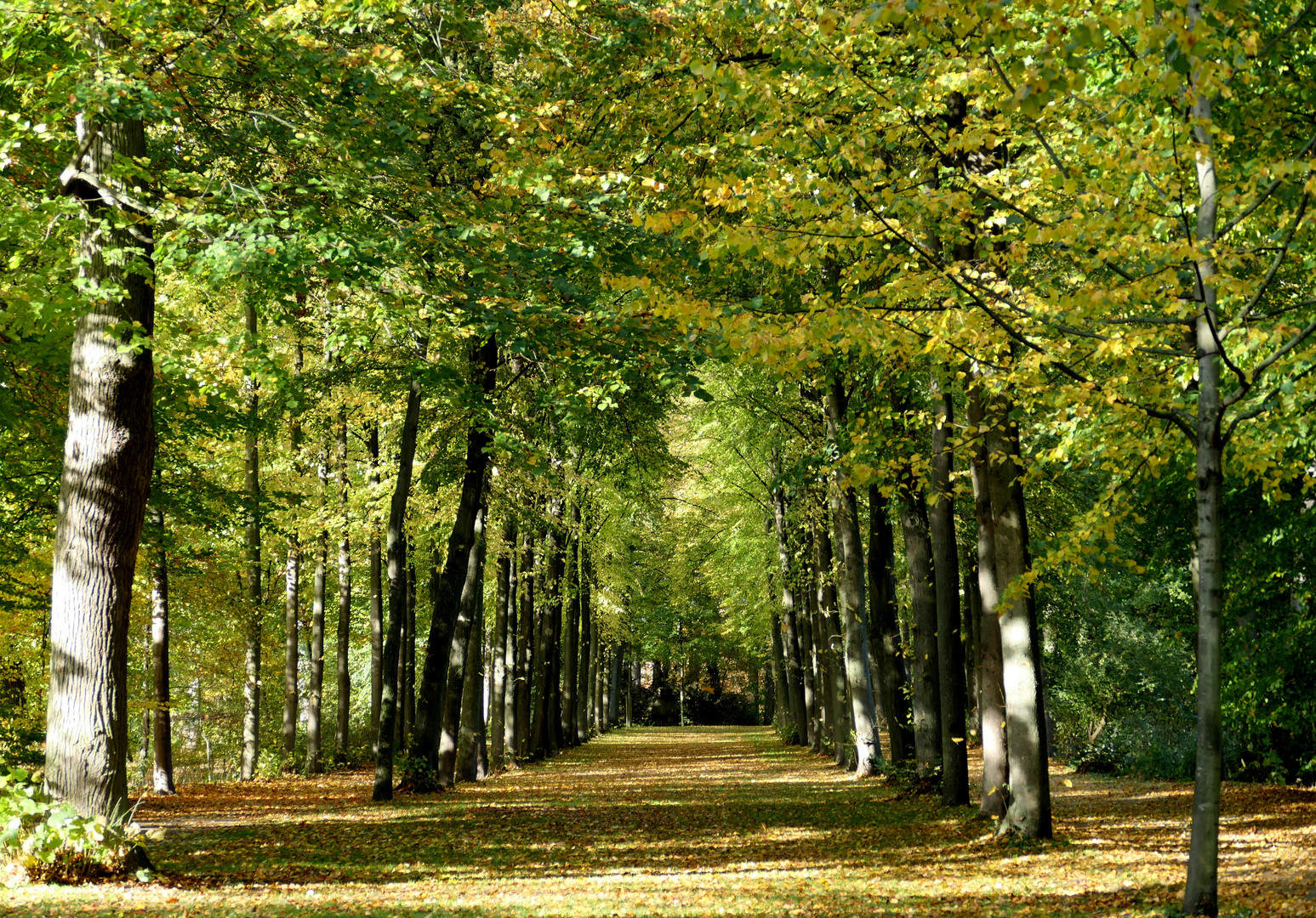 Im Herbstwald