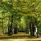 Im Herbstwald