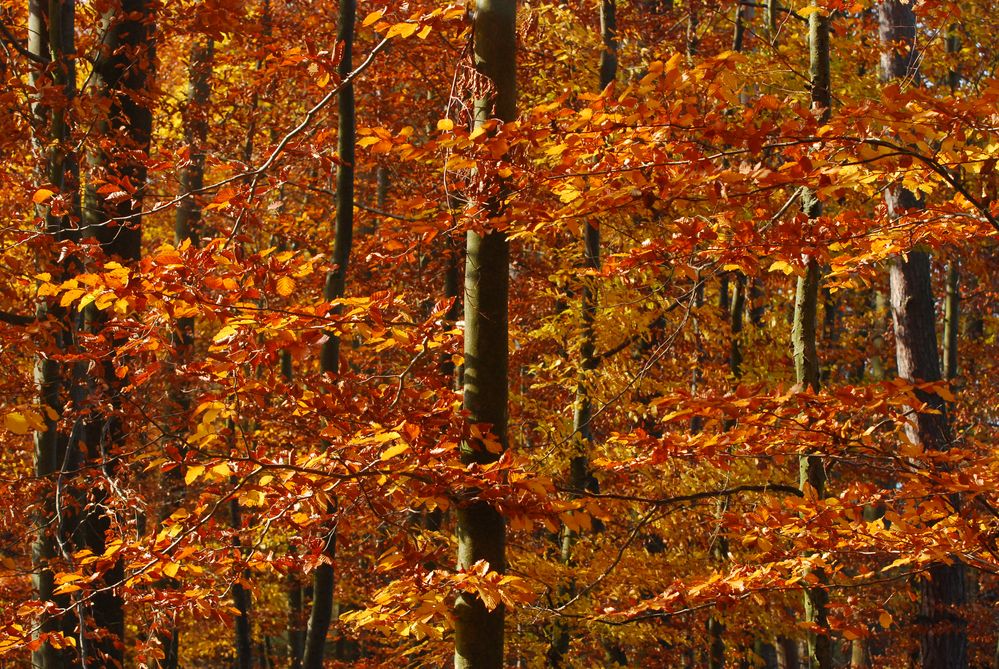 Im Herbstwald