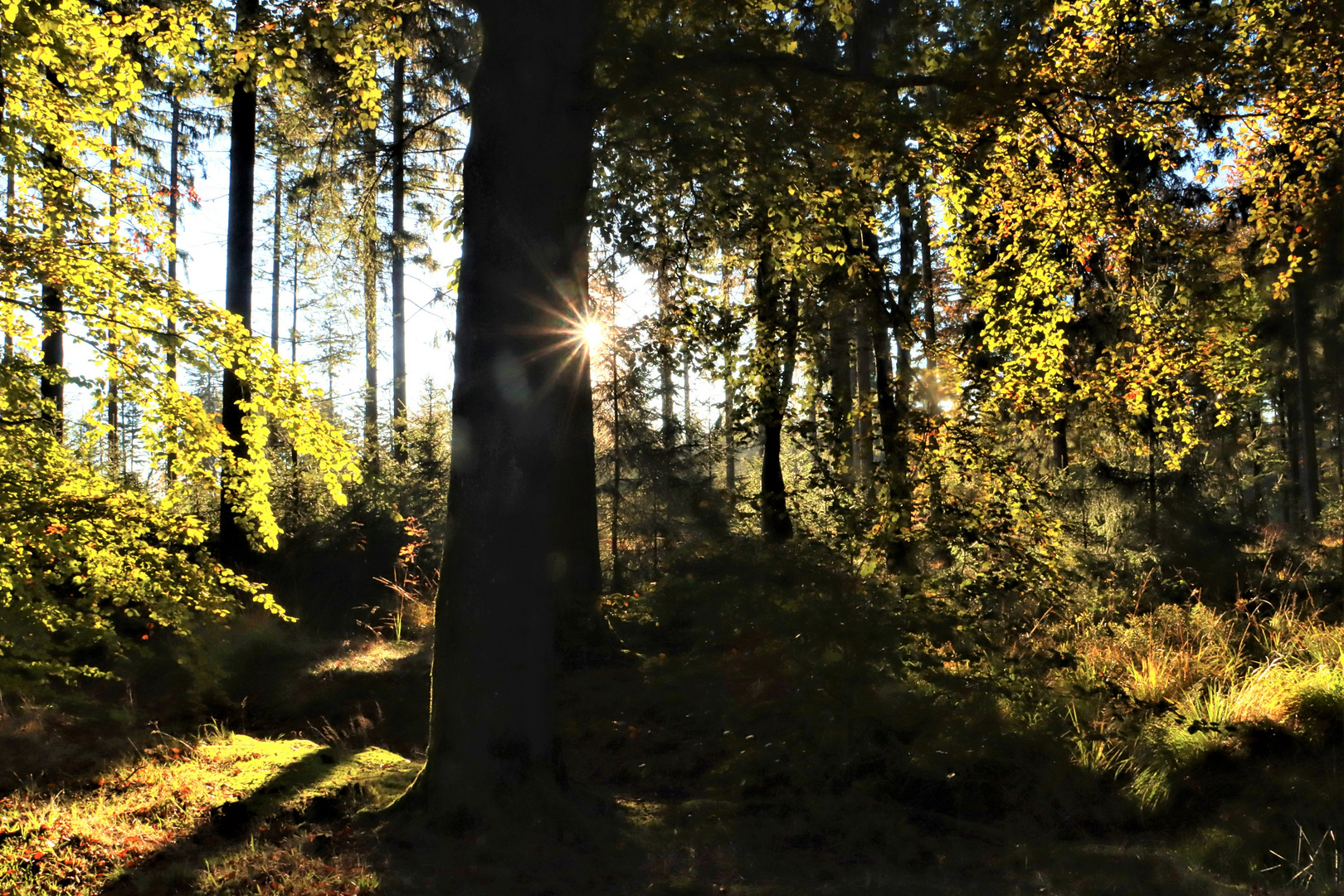 Im Herbstwald 