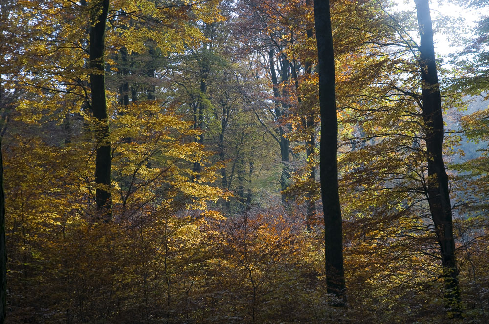 im Herbstwald