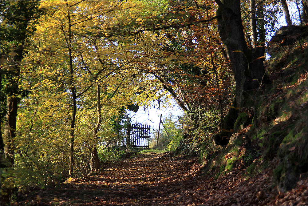 Im Herbstwald