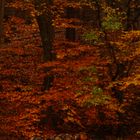 Im Herbstwald