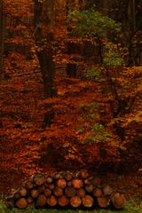 Im Herbstwald