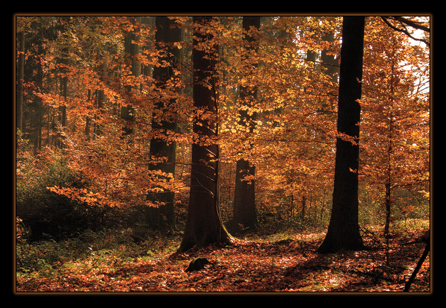 Im Herbstwald