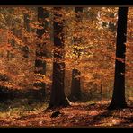 Im Herbstwald