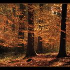 Im Herbstwald