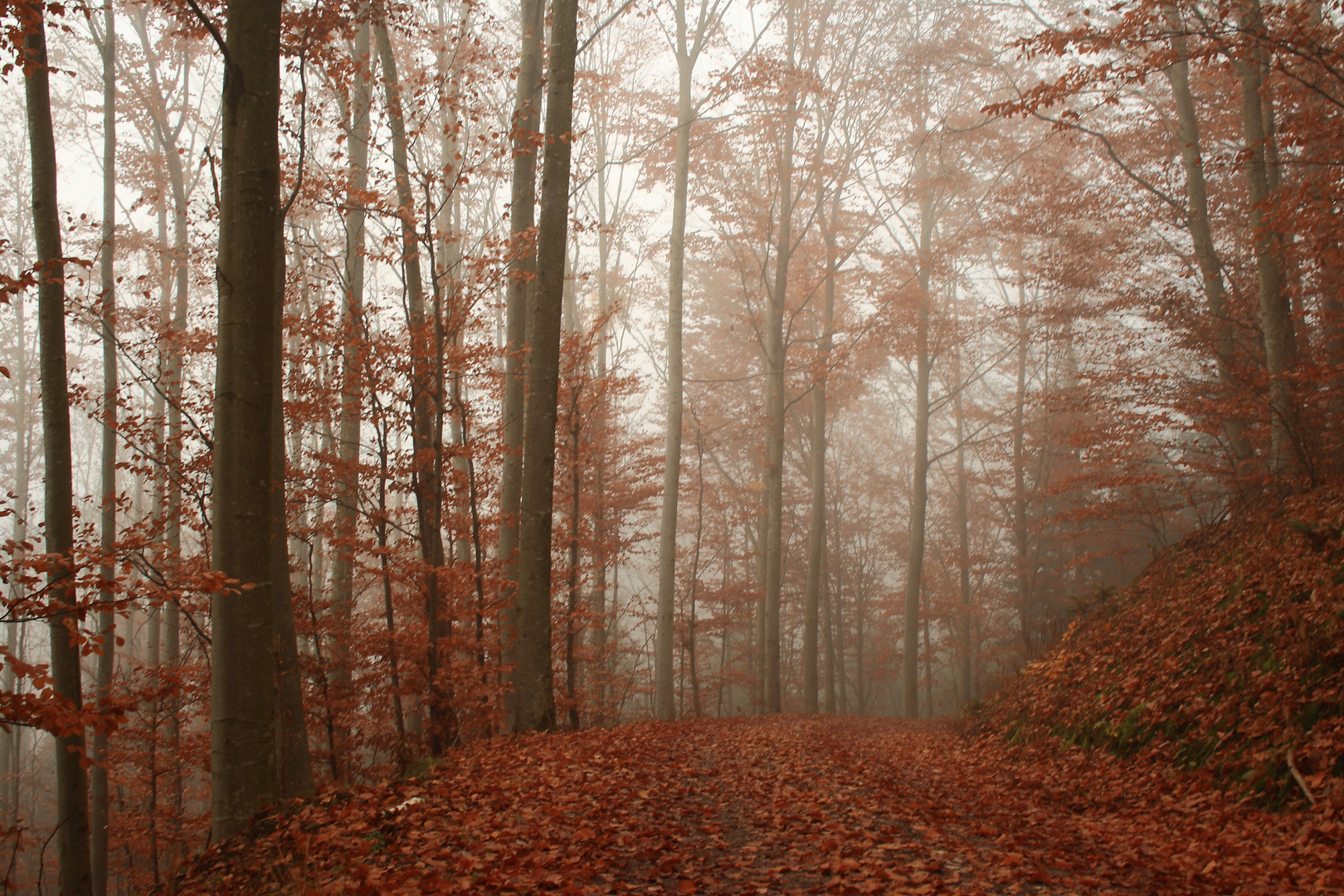 im herbstwald