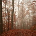 im herbstwald