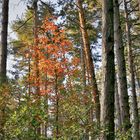 Im Herbstwald