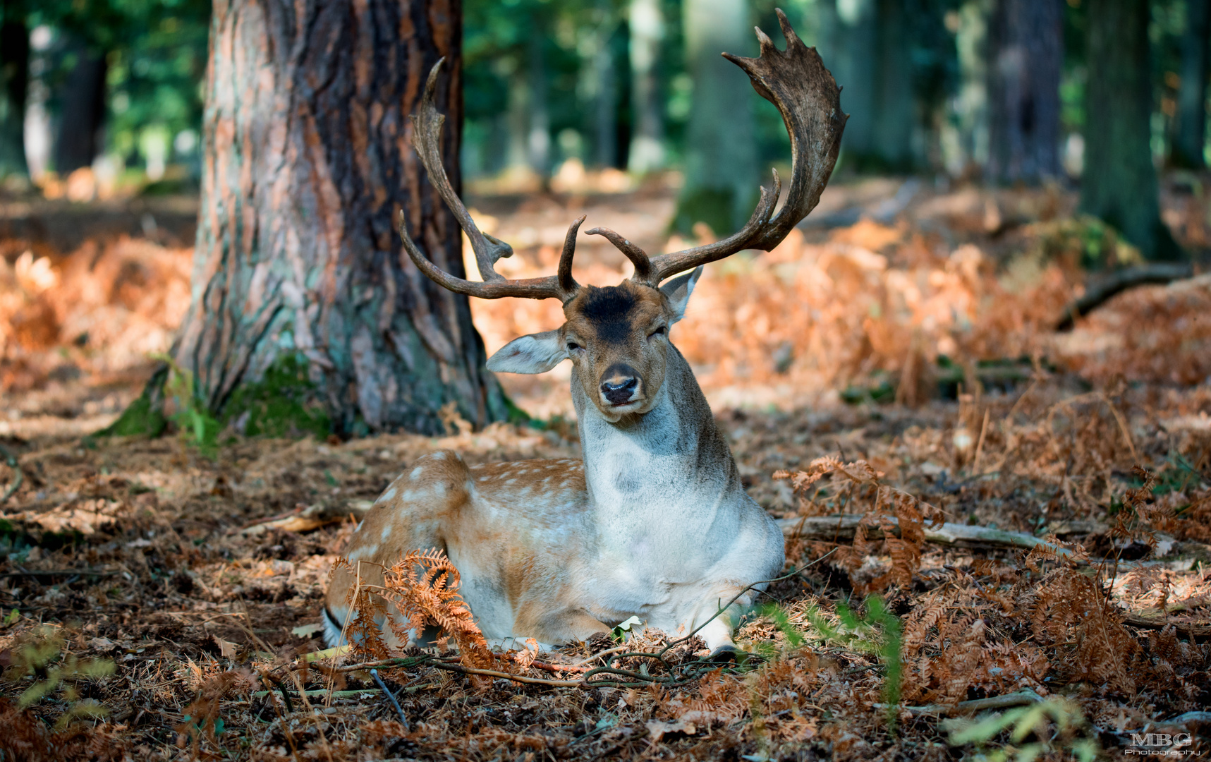 Im Herbstwald