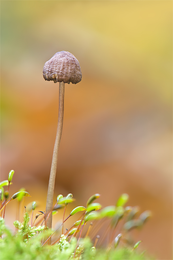 Im Herbstwald