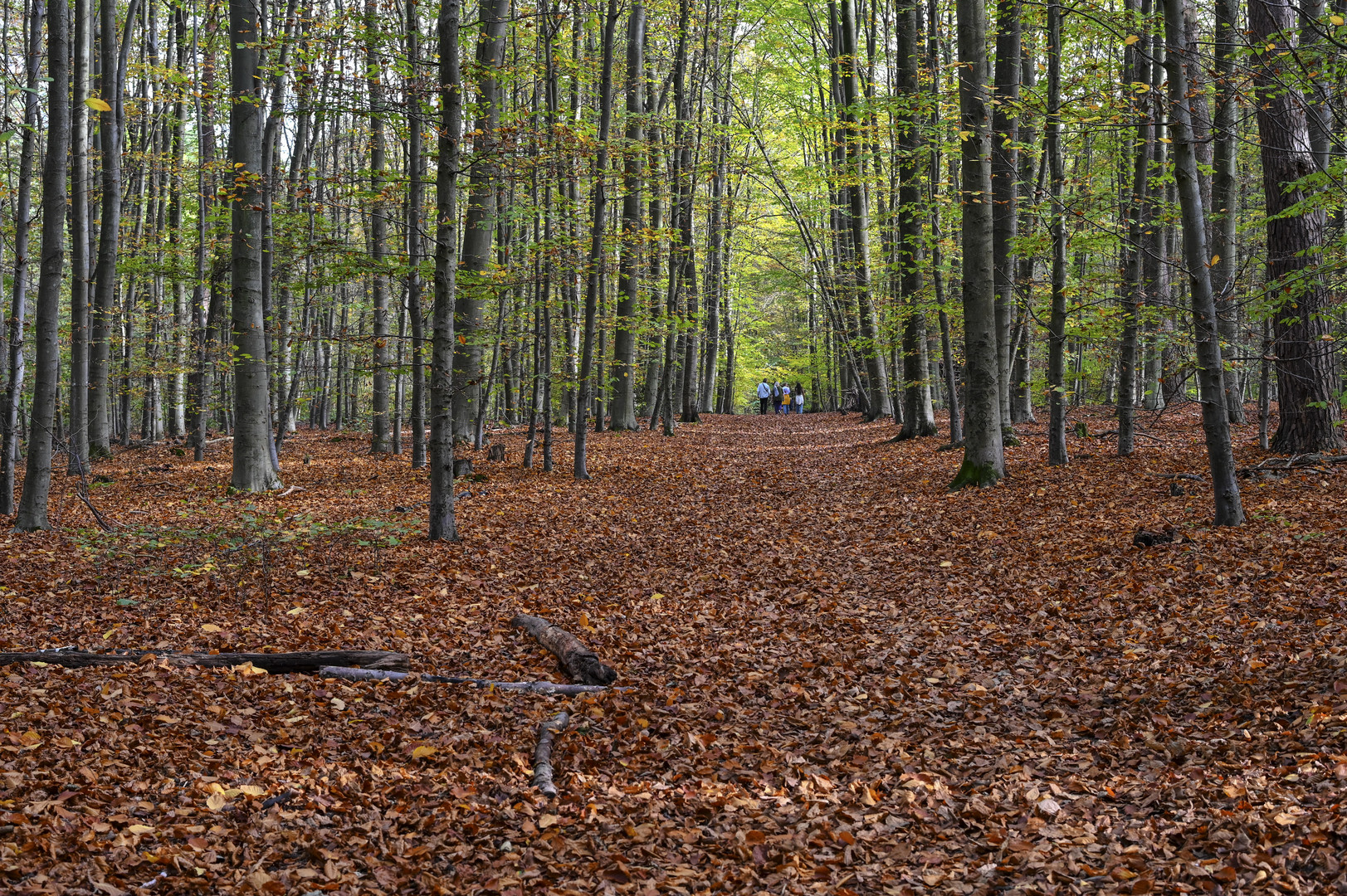 Im Herbstwald