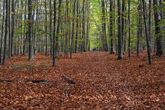 Im Herbstwald