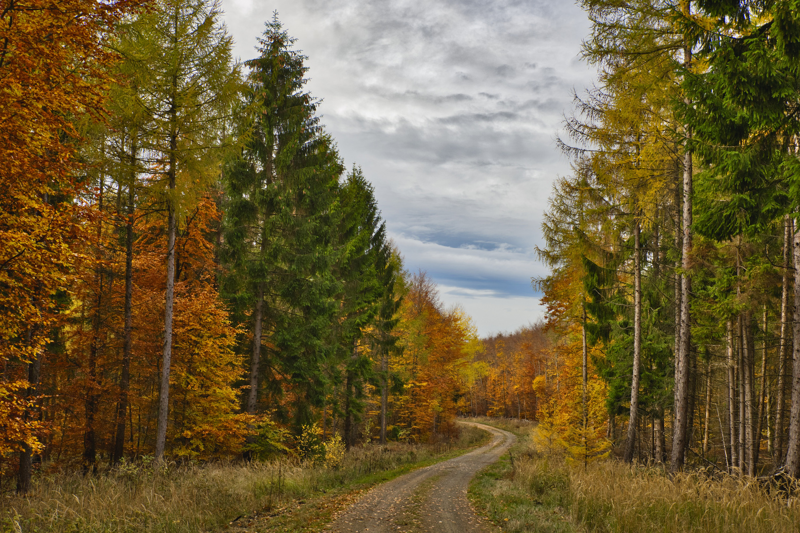 Im Herbstwald