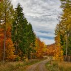 Im Herbstwald