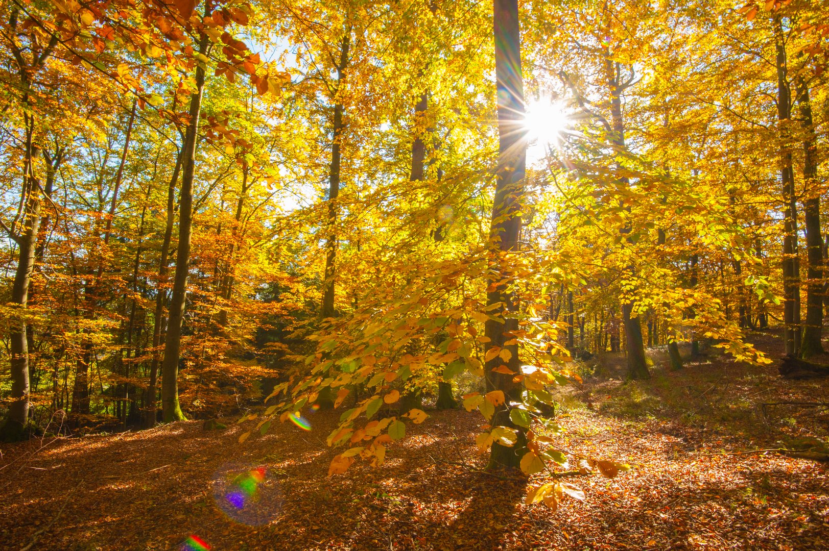 Im Herbstwald