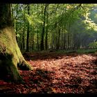 im Herbstwald