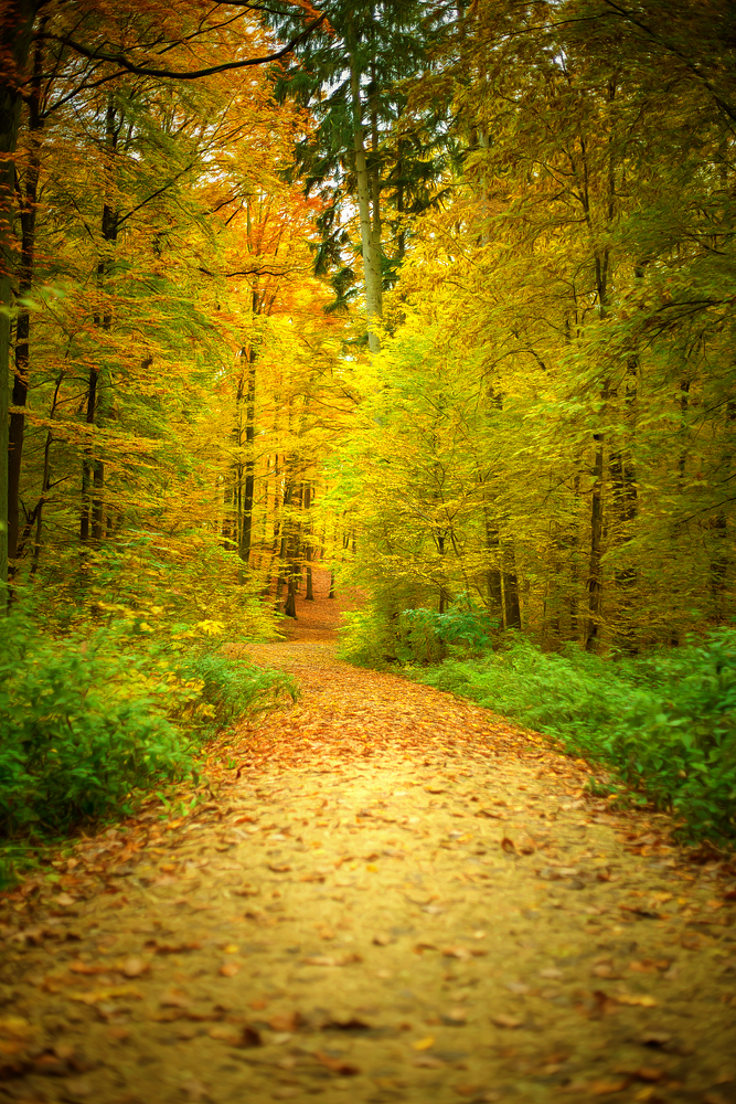 im Herbstwald...