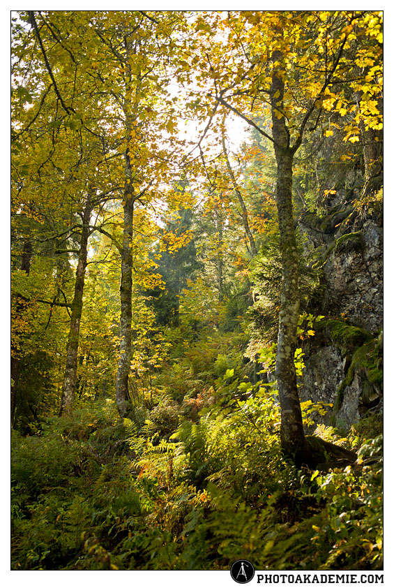 Im Herbstwald