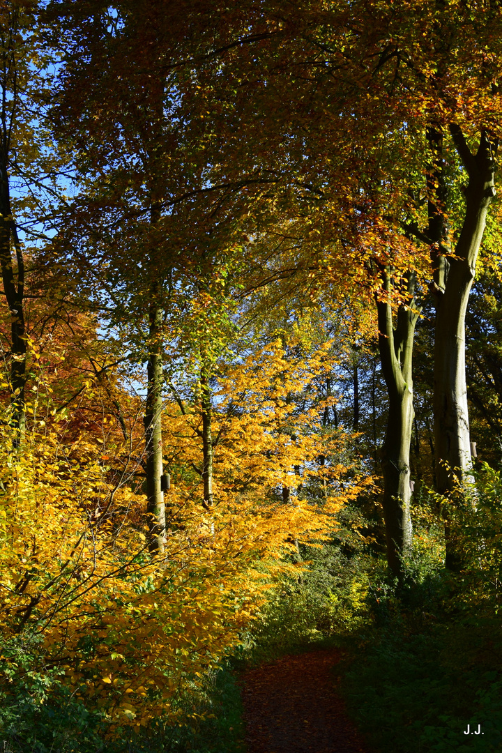 Im Herbstwald I