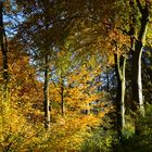 Im Herbstwald I