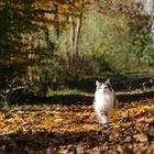 Im Herbstwald unterwegs