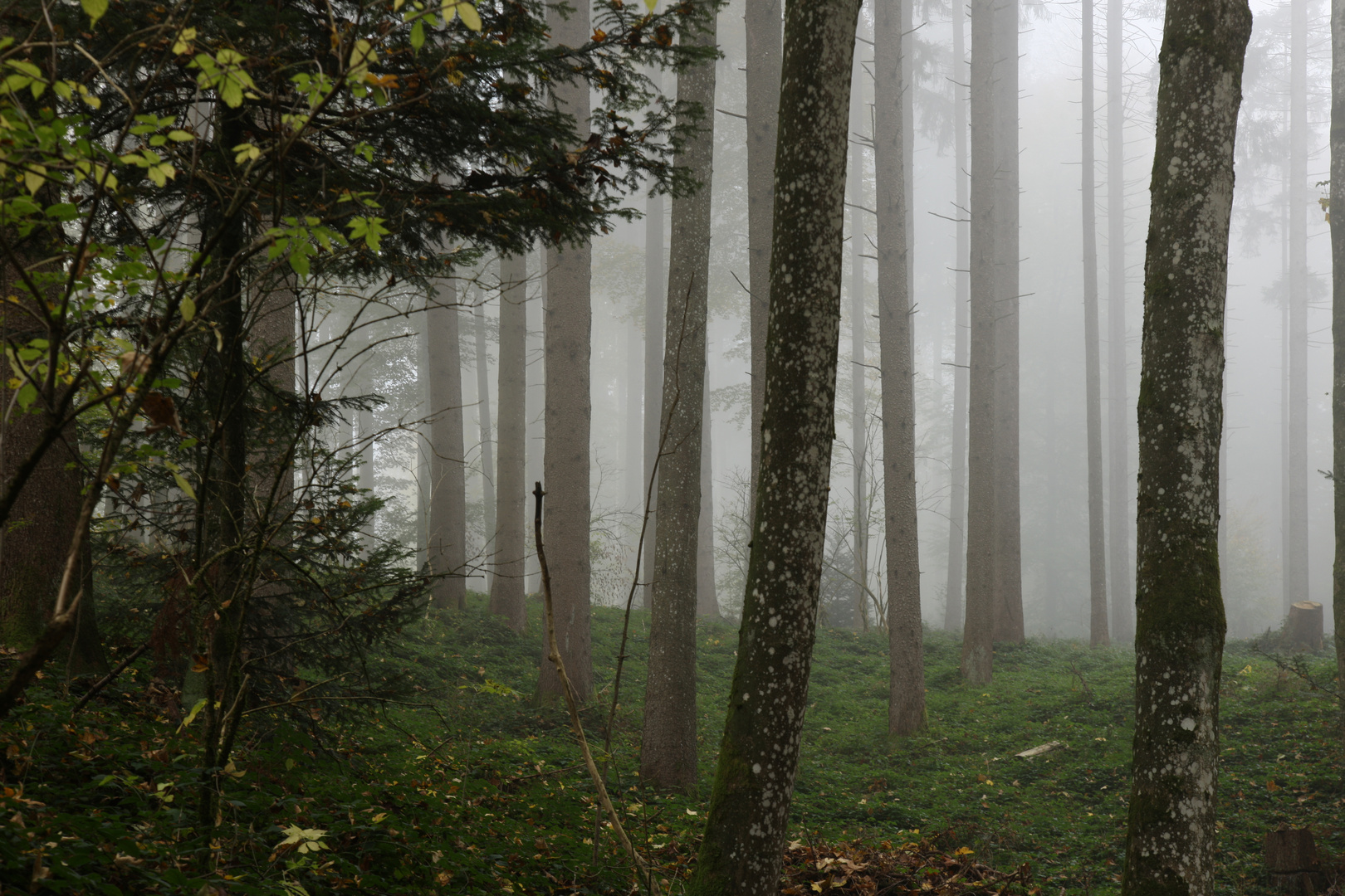 Im Herbstwald unterwegs