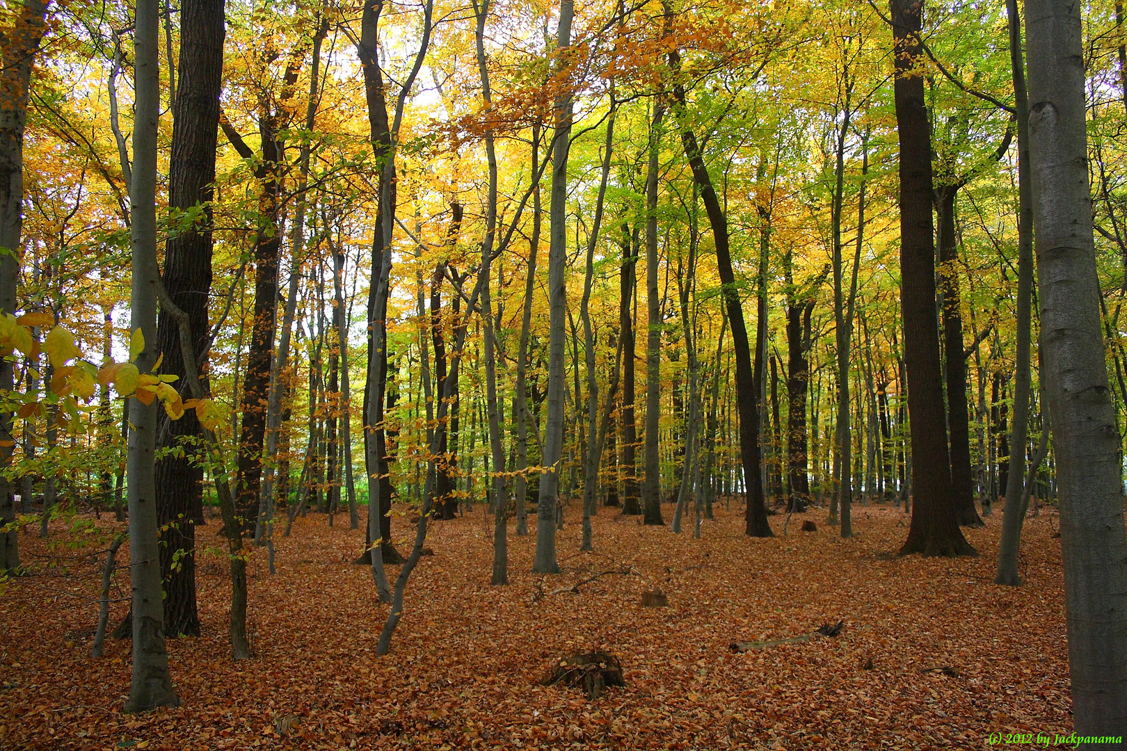 Im Herbstwald unterwegs