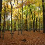 Im Herbstwald unterwegs