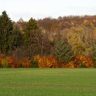 Im Herbstwald_1