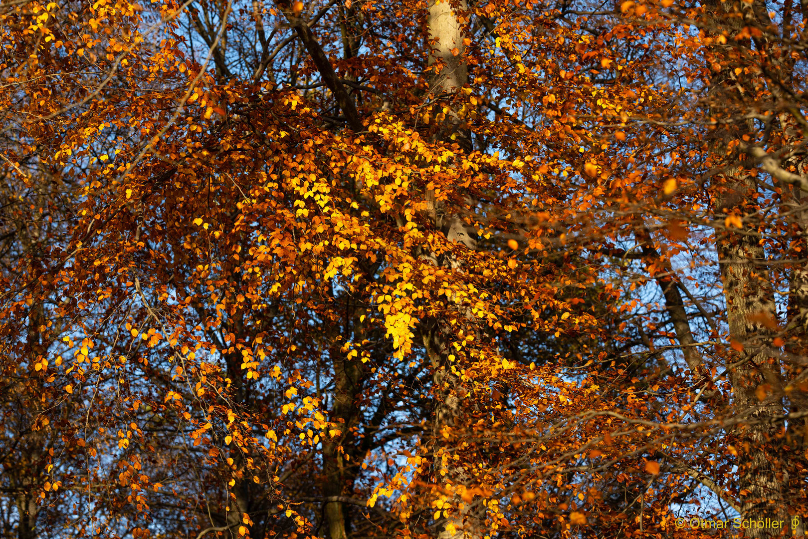 Im Herbstwald_2
