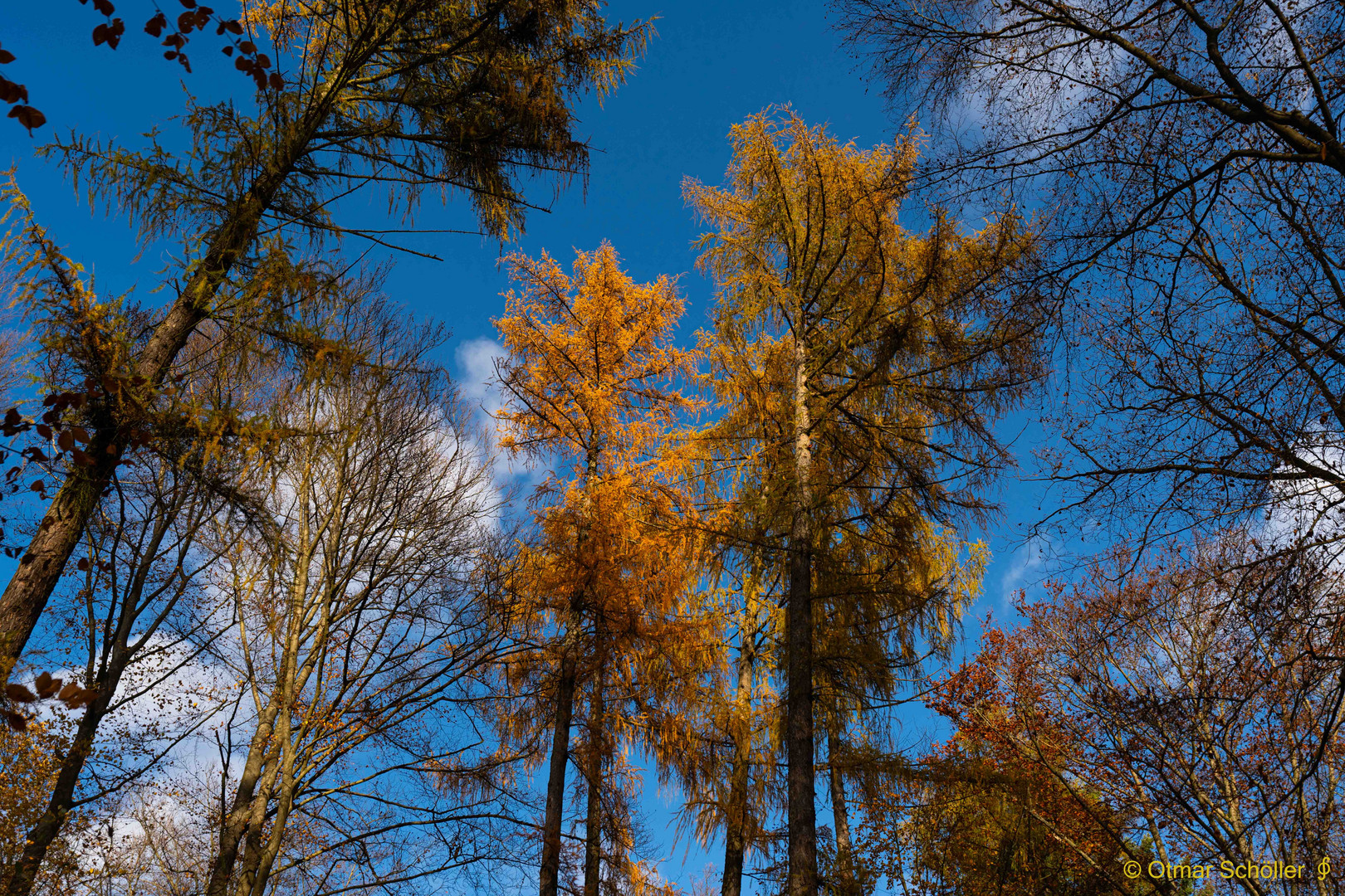 Im Herbstwald_3