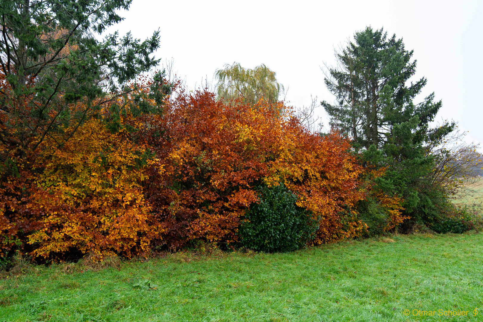 Im Herbstwald_5