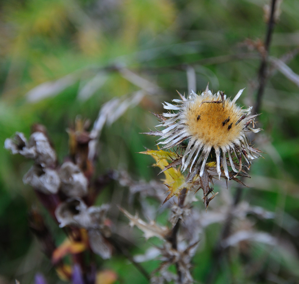 im herbstwind (12)