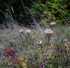 im herbstwind (13)