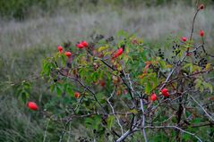 im herbstwind (4)