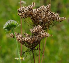 im Herbstwind (6)