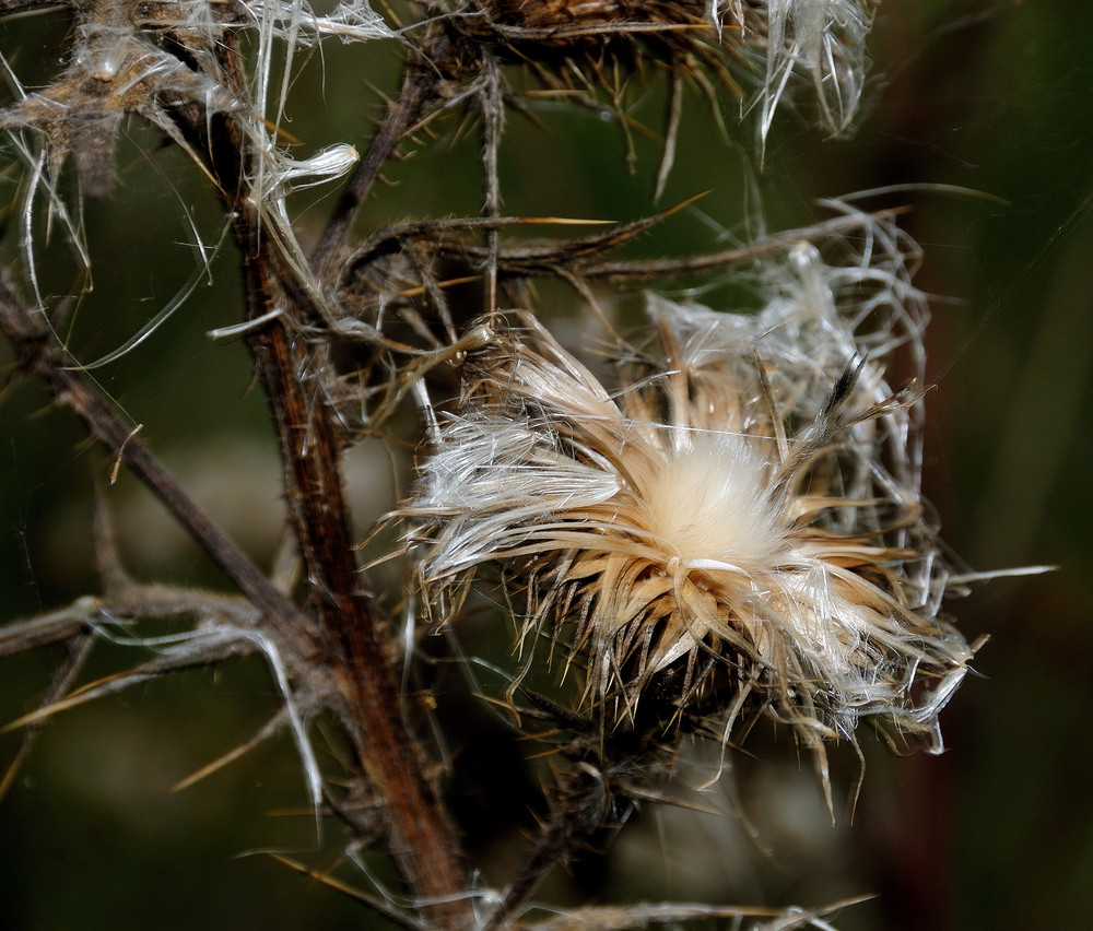 im herbstwind (7)