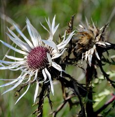 im Herbstwind (9)