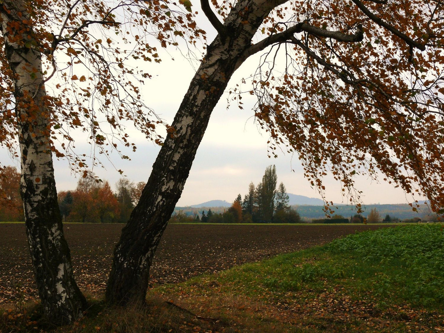 Im Herbstwind