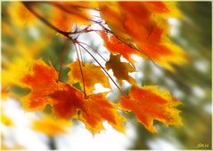 im Herbstwind...