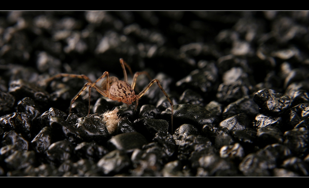 I`m Here To Catch U (Spider)