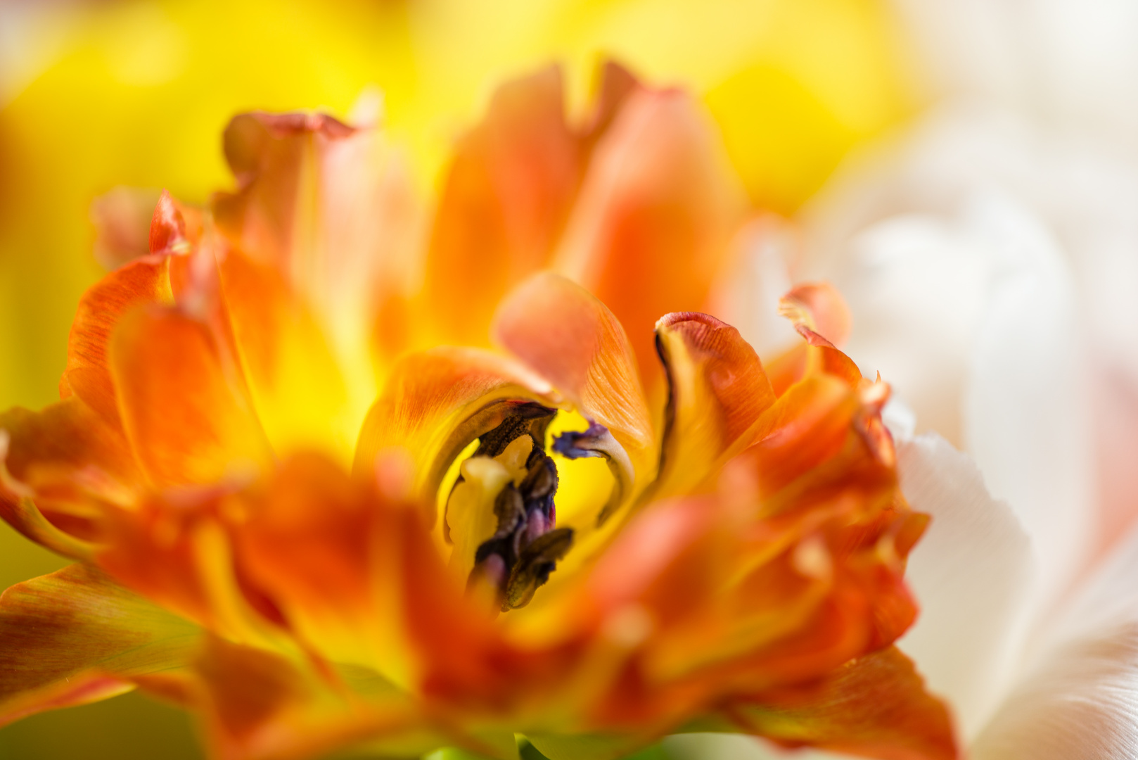 Im Herz der Blüte