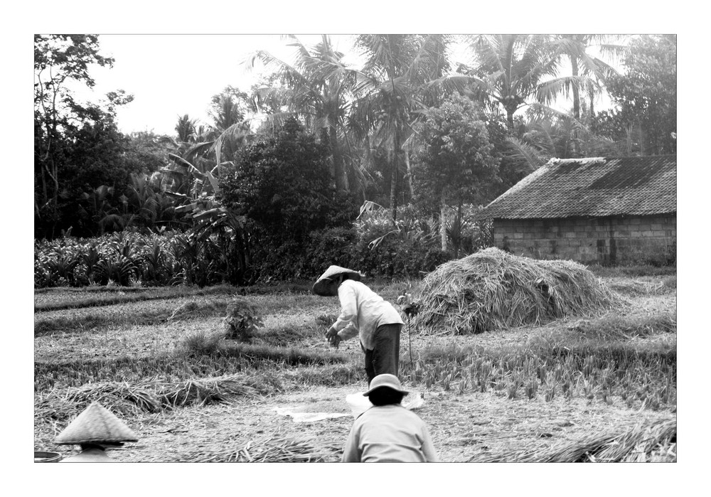 Im Herzen Bali's von Marion Blumhofer