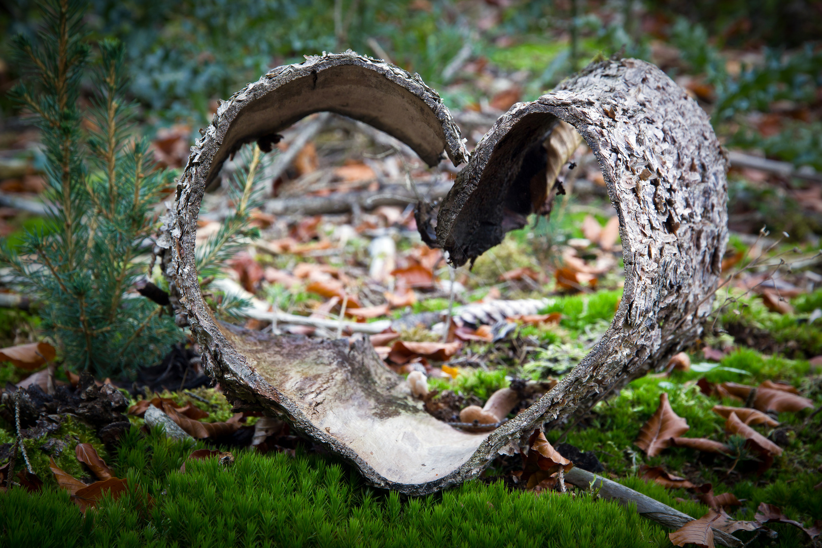 Im Herzen Der Natur Foto Bild Pflanzen Pilze Flechten Baume Baumrinden Wurzeln Aste Bilder Auf Fotocommunity